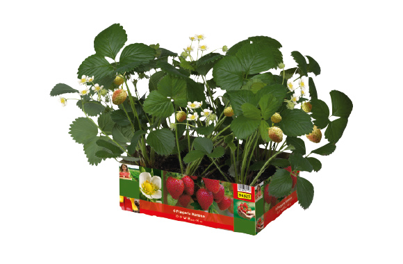 Aardbeienplanten 