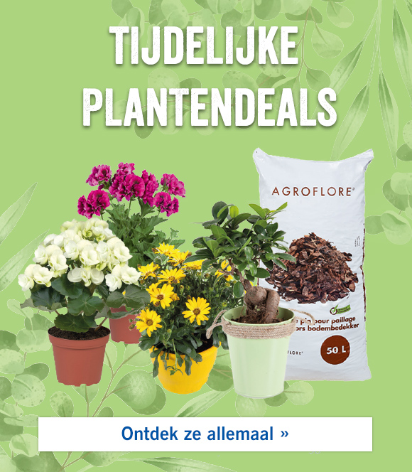 Tijdelijke plantendeals 