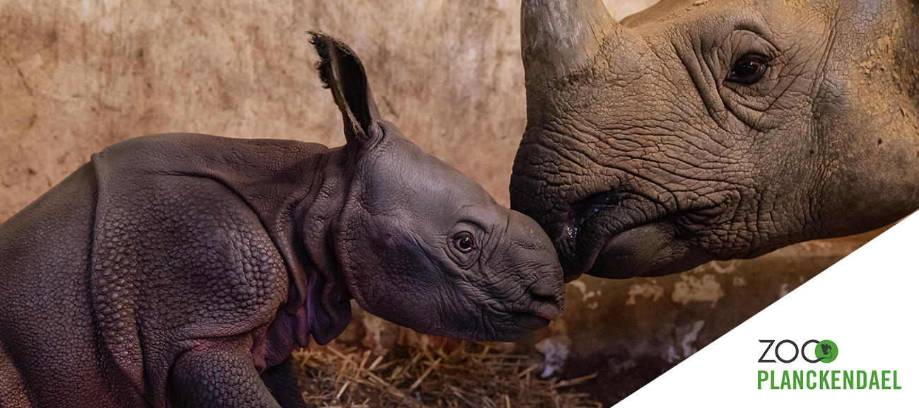 Bewonder de pasgeboren neushoorn in ZOO Planckendael