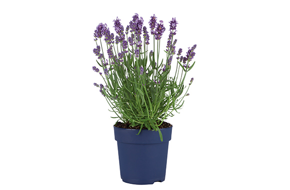 Lavendel