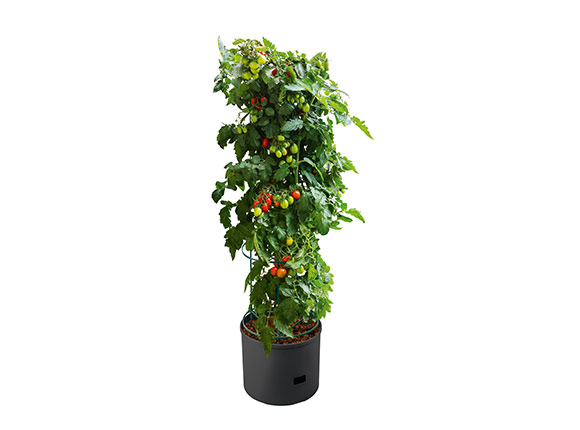 Plantenbak voor tomatenplant